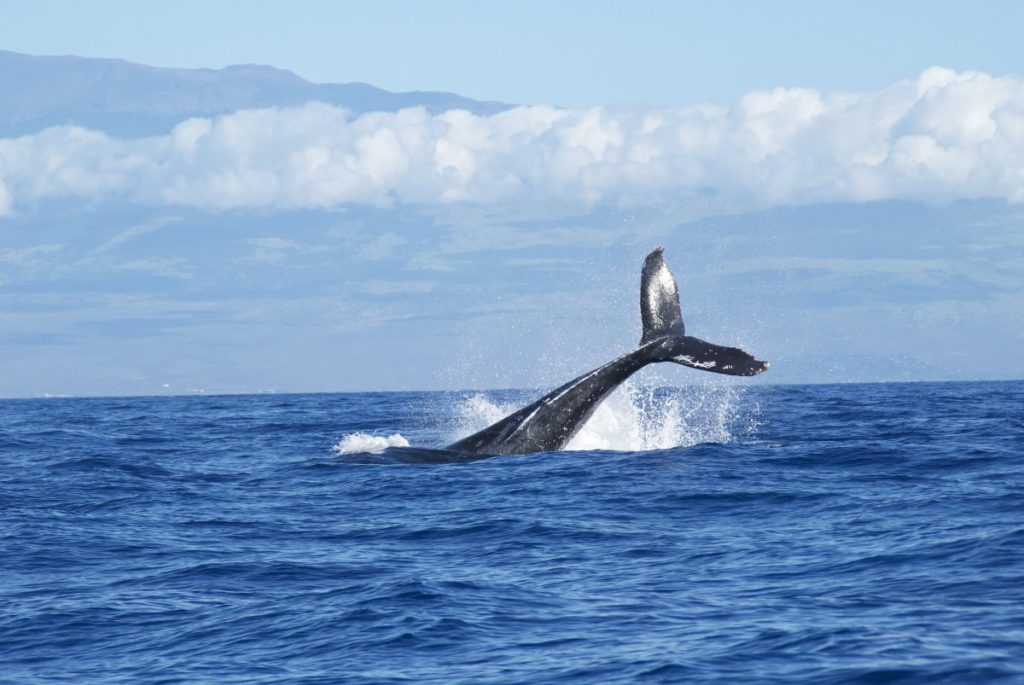 orcas-whale-wale-delfine-wdc-meer